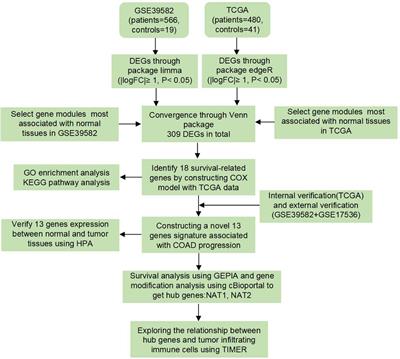 Weighted Gene Co-expression Network Analysis Identified a Novel Thirteen-Gene Signature Associated With Progression, Prognosis, and Immune Microenvironment of Colon Adenocarcinoma Patients